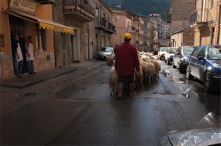 shepherd and sheep - Herding Flock of Sheep Past Butcher Shop, Collesano, Sicily, Italy Stock Photo - Rights-Managed, Code: 700-03777969