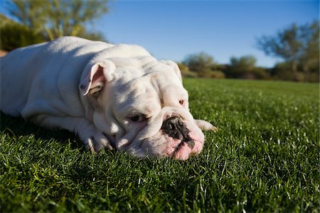 simsearch:614-06043518,k - English Bulldog Lying Down in Park Stock Photo - Rights-Managed, Code: 700-03778509