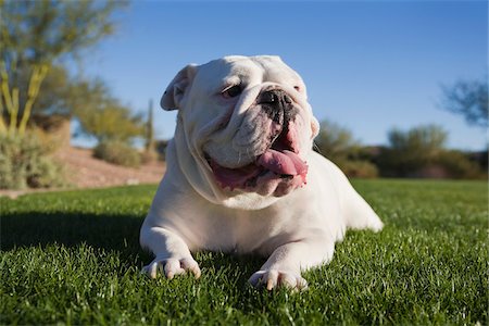 English Bulldog Lying Down in Park Foto de stock - Con derechos protegidos, Código: 700-03778510