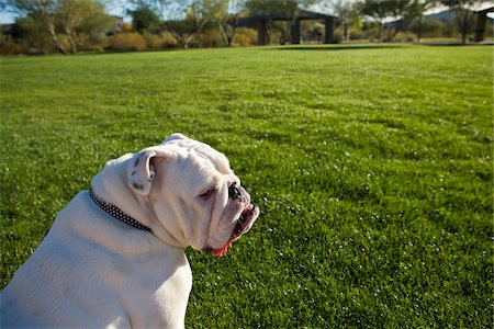 dog head - English Bulldog Sitting in Park Stock Photo - Rights-Managed, Code: 700-03778511