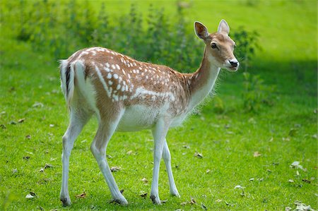 spring grass - Fallow Deer, Bavaria, Germany Stock Photo - Rights-Managed, Code: 700-03787346