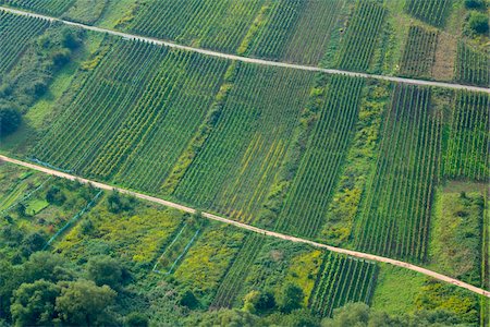 Vineyard in Mosel Region, Bremm, Cochem-Zell, Rhineland-Palatinate, Germany Stock Photo - Rights-Managed, Code: 700-03787359