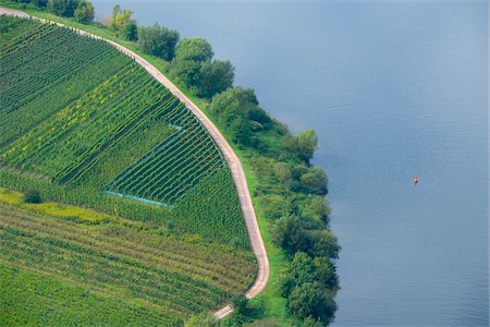 fiume mosel - View of Vineyard, Mosel Valley, Cochem-Zell, Rhineland-Palatinate, Germany Fotografie stock - Rights-Managed, Codice: 700-03787362