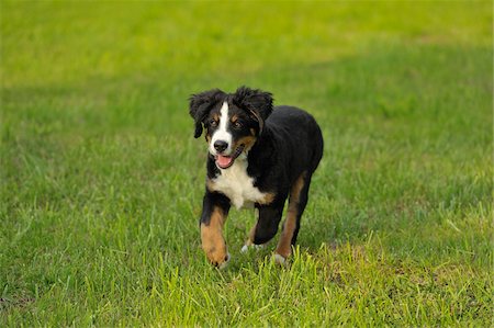 Bernese Mountain Dog Puppy Foto de stock - Con derechos protegidos, Código: 700-03787375