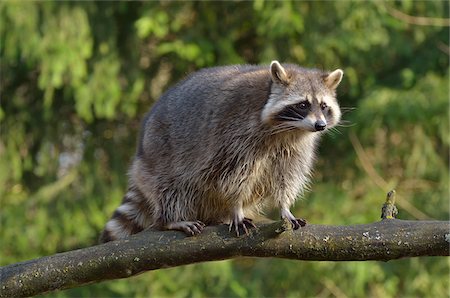 procyon lotor - Racoon, Hesse, Germany Foto de stock - Con derechos protegidos, Código: 700-03787395