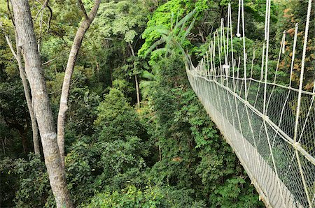 ecoturismo - Canopy Walk, Taman Negara National Park, Pahang, Malaysia Foto de stock - Con derechos protegidos, Código: 700-03799562