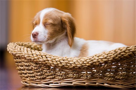 pets studio - 8 Week Old Brittany Spaniel Puppy Stock Photo - Rights-Managed, Code: 700-03805248