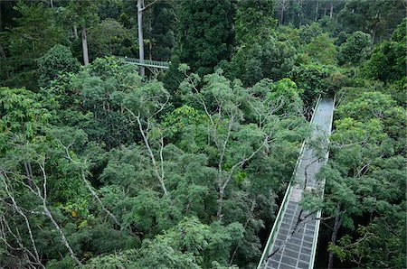 simsearch:700-00747773,k - Canopy Walkway, Sepilok Rainforest Discovery Center, Sabah, Borneo, Malaysia Stock Photo - Rights-Managed, Code: 700-03805284