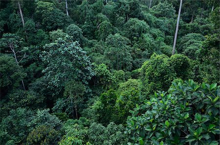 rain forest canopy - Rainforest, Sepilok Rainforest Discovery Center, Sabah, Borneo, Malaysia Stock Photo - Rights-Managed, Code: 700-03805285