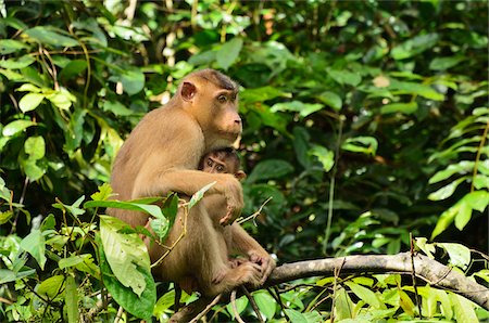 Macaque with Young, Sabah, Borneo, Malaysia, Asia Foto de stock - Direito Controlado, Número: 700-03805287