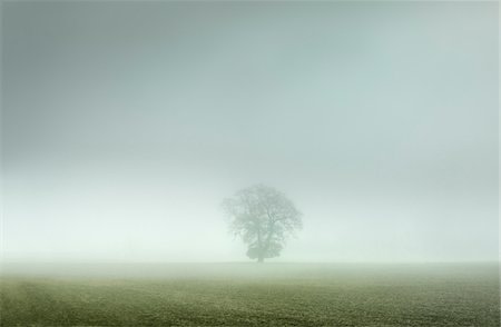 photo of autumn in england - Lone Oak Tree in Field Stock Photo - Rights-Managed, Code: 700-03805280