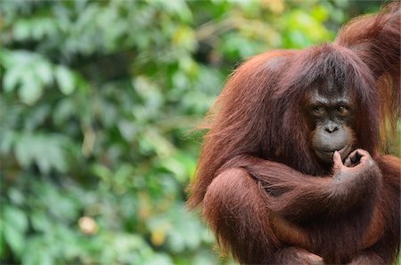 Orangutan, Lok Kawi Wildlife Park, Sabah, Borneo, Malaysia Foto de stock - Con derechos protegidos, Código: 700-03805297