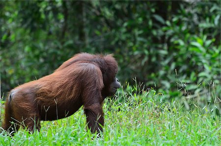 simsearch:841-02916427,k - Orangutan, Lok Kawi Wildlife Park, Sabah, Borneo, Malaysia Foto de stock - Con derechos protegidos, Código: 700-03805298