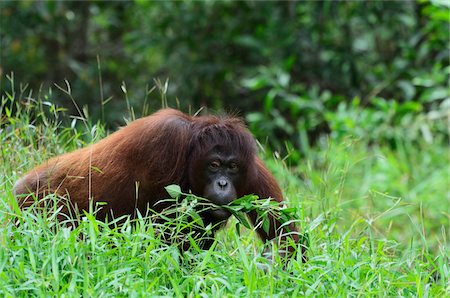 Orangutan, Lok Kawi Wildlife Park, Sabah, Borneo, Malaysia Stock Photo - Rights-Managed, Code: 700-03805299