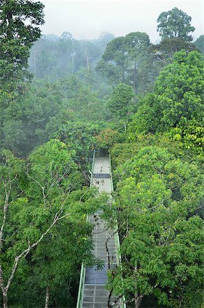 simsearch:600-03787690,k - Canopy Walkway, Sepilok Rainforest Discovery Center, Sabah, Borneo, Malaysia Stockbilder - Lizenzpflichtiges, Bildnummer: 700-03805291