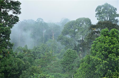 rain forest canopy - Rainforest, Sepilok Rainforest Discovery Center, Sabah, Borneo, Malaysia Stock Photo - Rights-Managed, Code: 700-03805293