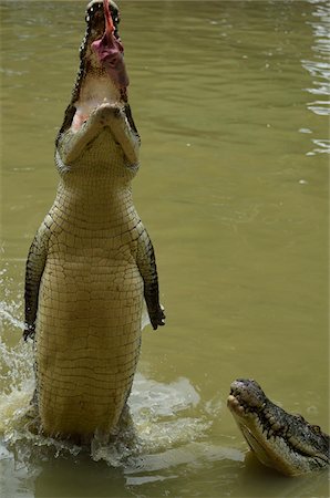 Saltwater Crocodile at Feeding Time, Sarawak, Borneo, Malaysia Foto de stock - Con derechos protegidos, Código: 700-03805314