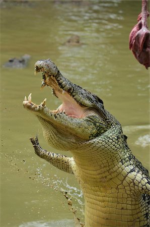 simsearch:700-02176583,k - Saltwater Crocodile, Sarawak, Borneo, Malaysia Foto de stock - Con derechos protegidos, Código: 700-03805315