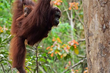 simiae - Orang-Utan mit Young, Semenggoh Wildlife Reserve, Sarawak, Borneo, Malaysia Stockbilder - Lizenzpflichtiges, Bildnummer: 700-03805310