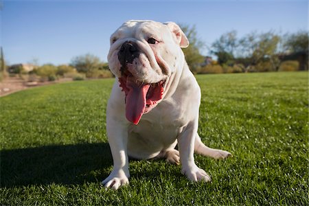 English Bulldog Yawning Outdoors in Park Foto de stock - Con derechos protegidos, Código: 700-03814121