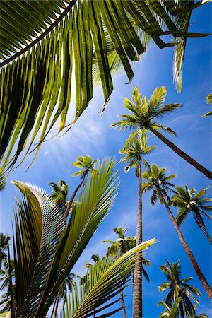 palm leaf - Fafa Island Resort, Nuku'alofa, Tongatapu, Kingdom of Tonga Foto de stock - Con derechos protegidos, Código: 700-03814149