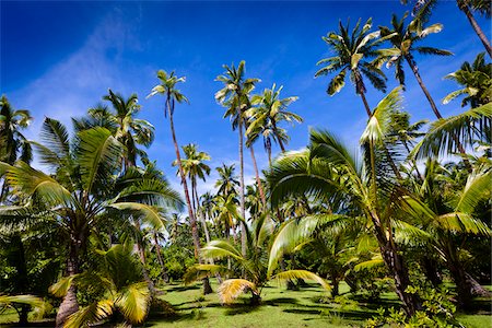 palm trees blue sky - Fafa Island Resort, Nuku'alofa, Tongatapu, Kingdom of Tonga Foto de stock - Con derechos protegidos, Código: 700-03814151