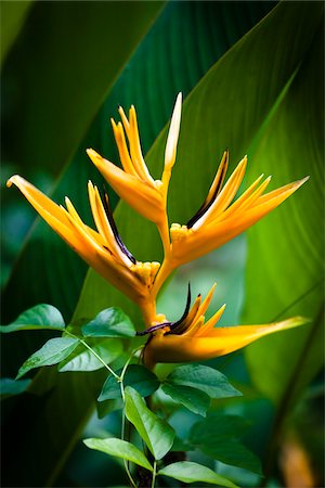 exotic - Heliconia, 'Ene'io Botanical Garden, Vava'u, Kingdom of Tonga Stock Photo - Rights-Managed, Code: 700-03814232