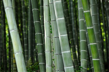 Close-Up of Bamboo in Forest, Sagano, Arashiyama, Kyoto, Kansai, Japan Foto de stock - Con derechos protegidos, Código: 700-03814285