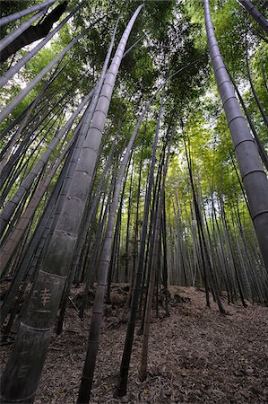 Forêt de bambous, Sagano, Arashiyama, Kyoto, Kansai, Japon Photographie de stock - Rights-Managed, Code: 700-03814287
