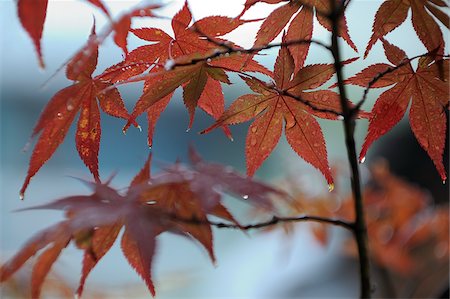 regentropfen - Nahaufnahme des Herbstes verlässt, Kyoto, Kansai, Honshu, Japan Stockbilder - Lizenzpflichtiges, Bildnummer: 700-03814296