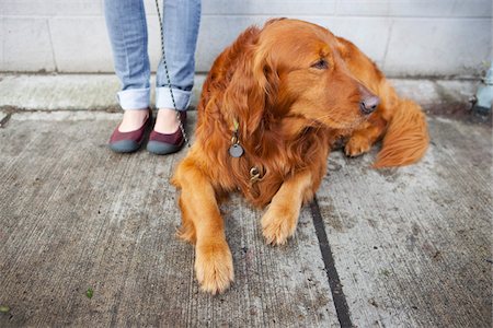 Frau mit Hund an der Leine Stockbilder - Lizenzpflichtiges, Bildnummer: 700-03814984