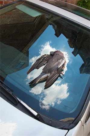 pigeon - Dead Pigeon on Windscreen of Car, Antywerp, Belgium Stock Photo - Rights-Managed, Code: 700-03836416