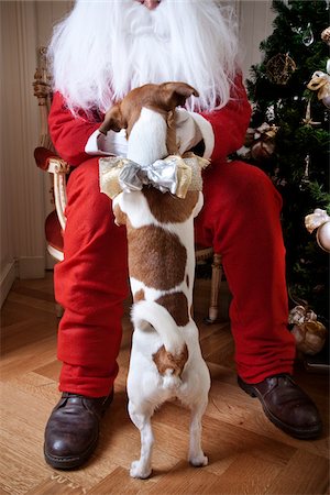 simsearch:700-00160470,k - Santa Claus with Dog Jumping onto Lap Stock Photo - Rights-Managed, Code: 700-03849049