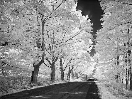 Tree-Lined Country Road Foto de stock - Con derechos protegidos, Código: 700-03865253