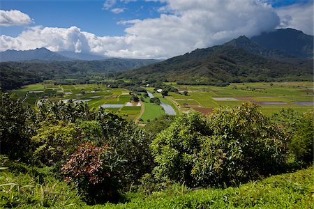 Champs de taro, Kauai, Hawaii, USA Photographie de stock - Rights-Managed, Code: 700-03865676