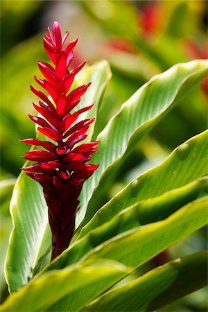 fiore dello zenzero - Red Ginger, Kauai, Hawaii, USA Fotografie stock - Rights-Managed, Codice: 700-03865684