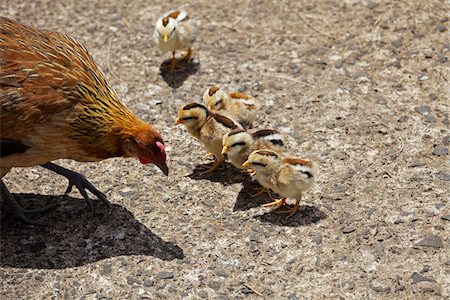 en fila india - Hen with Chicks, Kauai, Hawaii, USA Foto de stock - Con derechos protegidos, Código: 700-03865683