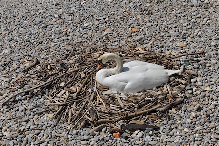 Höckerschwan am Nest, Friedrichshafen, Baden-Württemberg, Deutschland Stockbilder - Lizenzpflichtiges, Bildnummer: 700-03891094