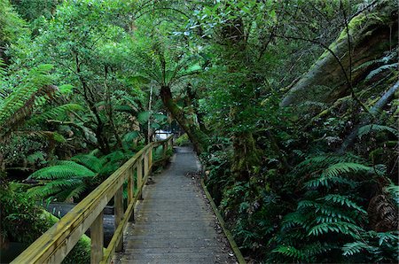 Walkway Through Temperate Rainforest, Mount Field National Park, Tasmania, Australia Foto de stock - Con derechos protegidos, Código: 700-03907019