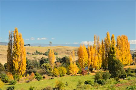 Terres agricoles, Bushy Park, Tasmania, Australie Photographie de stock - Rights-Managed, Code: 700-03907026