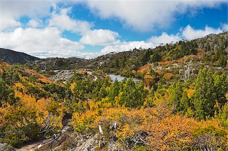 Hêtre à feuilles caduques à l'automne, Cradle Mountain-Lake St Clair National Park, Tasmania, Australie Photographie de stock - Rights-Managed, Code: 700-03907035