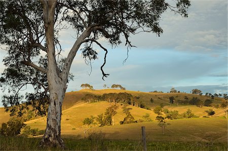 Campagne près de Dungog, New South Wales, Australie Photographie de stock - Rights-Managed, Code: 700-03907047