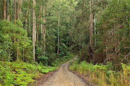 dirt road australia - Forest Road near Bulahdelah, New South Wales, Australia Stock Photo - Rights-Managed, Code: 700-03907053