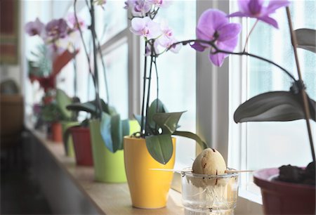 plants with seeds - Orchids and Avocado Seed on Window Sill Stock Photo - Rights-Managed, Code: 700-03907553
