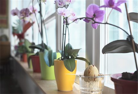 sprout - Orchids and Avocado Seed on Window Sill Stock Photo - Rights-Managed, Code: 700-03907553