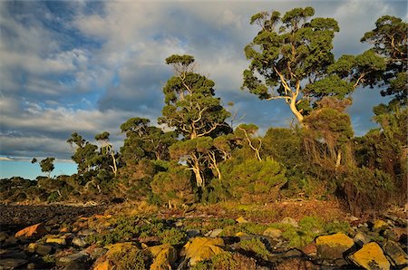 simsearch:700-03907576,k - Arbres et végétation de rivage, plage verts, Tasmania, Australie Photographie de stock - Rights-Managed, Code: 700-03907563