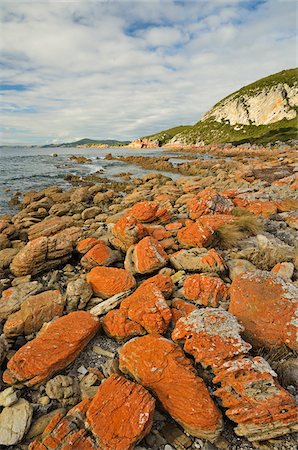 Red Lichen on Rocks, Rocky Cape National Park, Tasmania, Australia Foto de stock - Direito Controlado, Número: 700-03907576