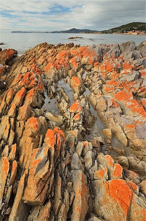 Red Lichen on Rocks, Rocky Cape National Park, Tasmania, Australia Stock Photo - Rights-Managed, Code: 700-03907595