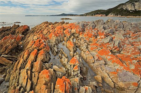 Red Lichen on Rocks, Rocky Cape National Park, Tasmania, Australia Foto de stock - Con derechos protegidos, Código: 700-03907596