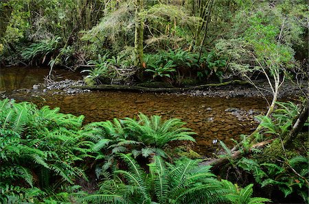 Nelson River und gemäßigten Regenwald, Tasmania, Australien Stockbilder - Lizenzpflichtiges, Bildnummer: 700-03907609